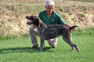 jo di pizzo dell